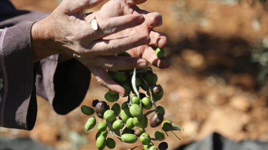الزيتون في الأردن مونة للبيت وثروة للمزارع