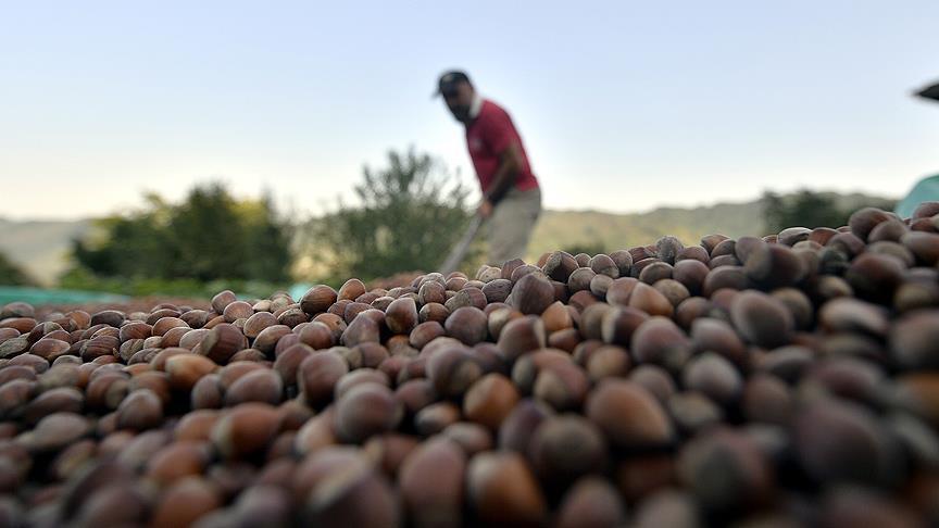 2016 hazelnut exports earn Turkey $1.98B