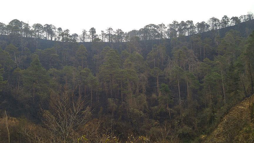 Orman ve Su İşleri Bakanı Eroğlu: Sürmene'deki örtü yangınında maki formasyonu zarar gördü