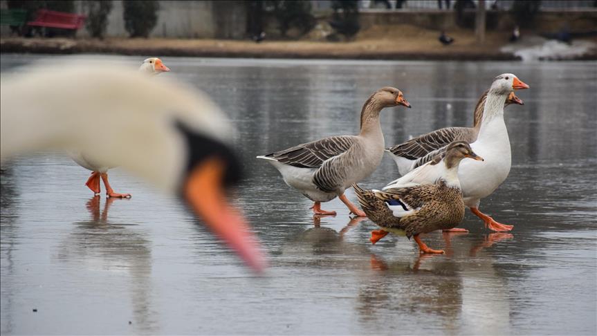 Tirana: Šetnja patki i labudova po zaleđenom jezeru