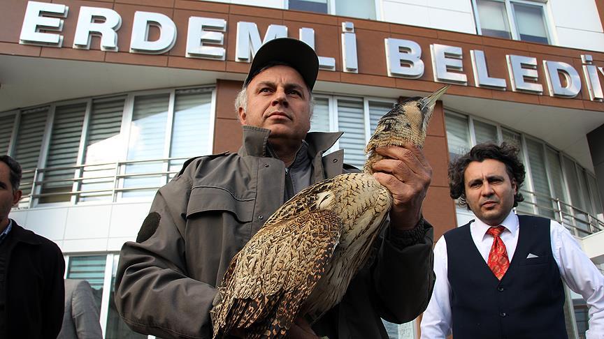 Soğuk nedeniyle uçamayan balaban kuşu bulundu