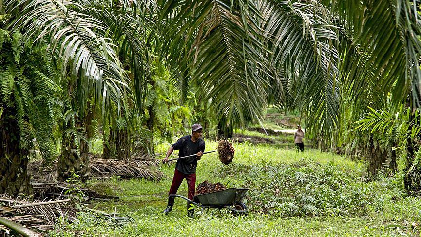 Gıda, Tarım ve Hayvancılık Bakanı Çelik: Palm yağı kullanılan ürünler araştırılacak
