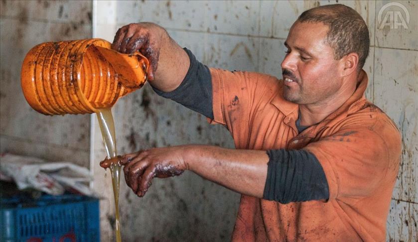 الاستخراج التقليدي لزيت الزيتون يقاوم الإندثار بالمغرب