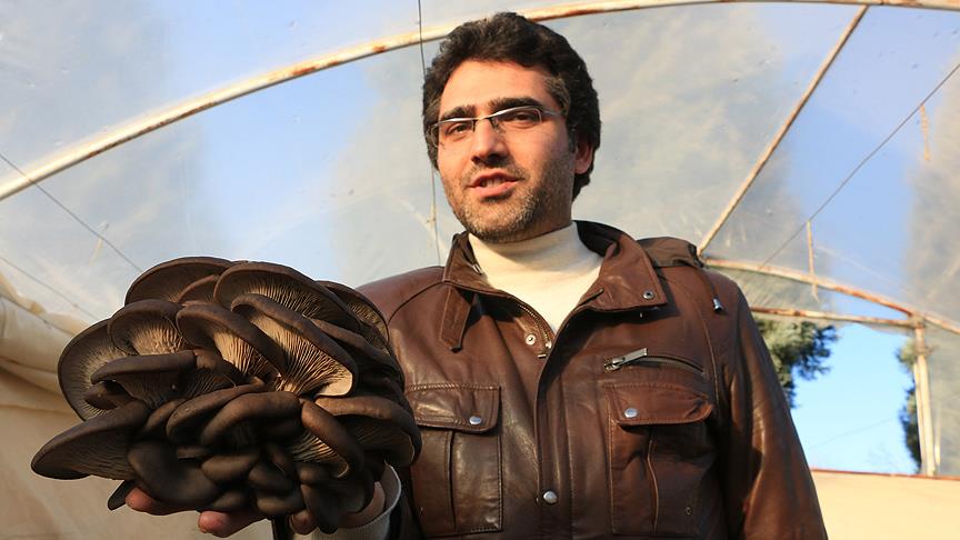 Mühendisliği bıraktı istiridye mantarı üretiyor