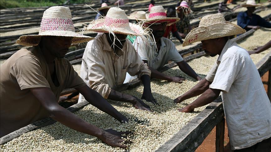 Патот на кафето: Од мали плантажи со кафе во Етиопија до скапа шолја „Старбакс”