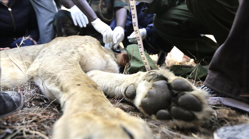 Kenya: New collars track lions, avoid human conflict