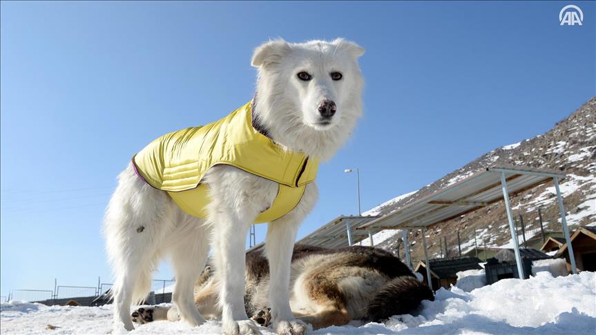 شرقي تركيا.. الكلاب أيضاً ترتدي معاطف خلال الشتاء