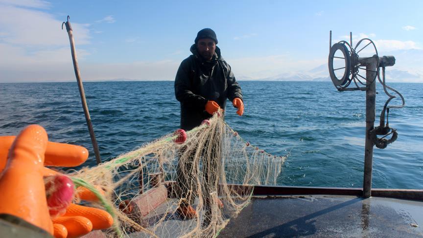 Van Gölü'nde 'ekmek mücadelesi'