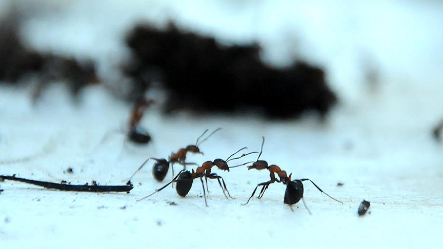 Les fourmis ont un GPS ultra perfectionné (Chercheurs)