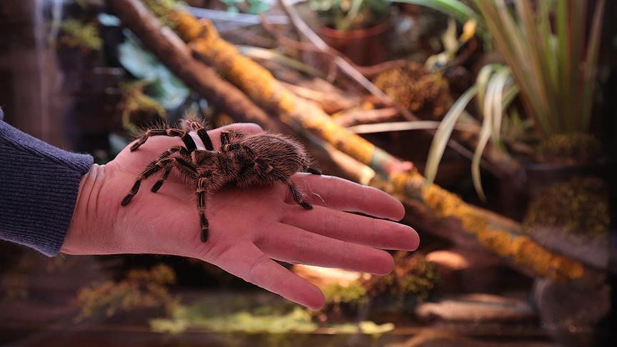 Çocukluğundan beri tarantula biriktiriyor
