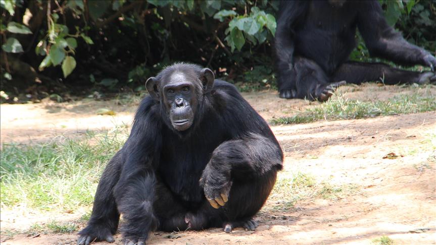 Les Chimpanzes Encore Une Espece Menacee Par Des Caprices Des Riches