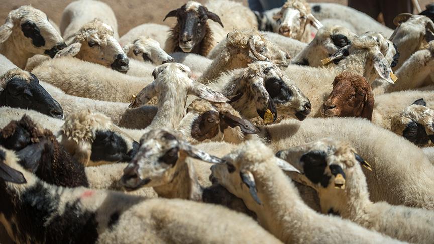 FETÖ'den kurban katarakt ve su kuyusu dolandırıcılığı