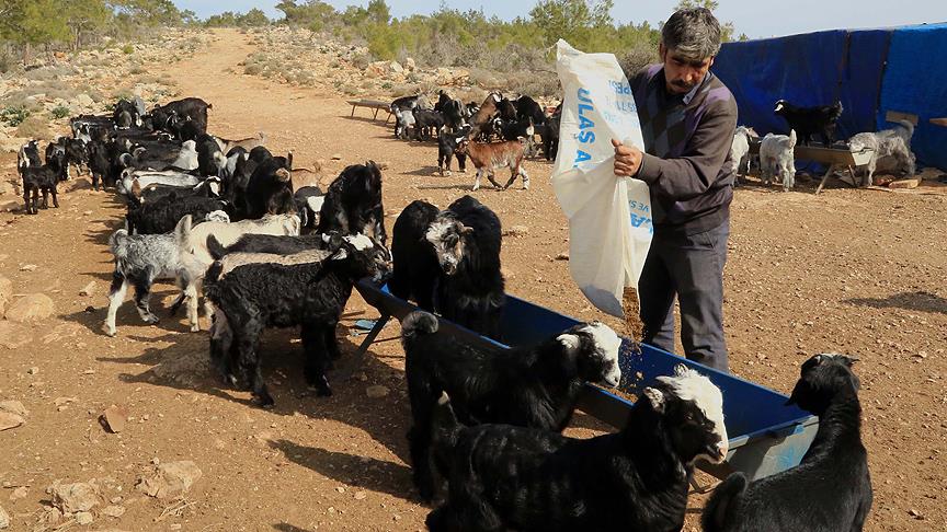 Yörüklerin 'oğlak' besleme telaşı 
