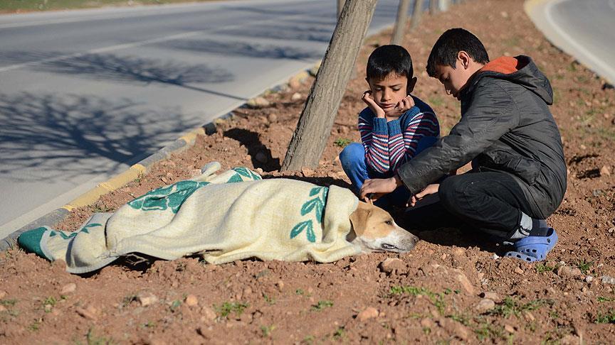 Suriyeli çocuk yaralı köpeğin başından ayrılmadı 