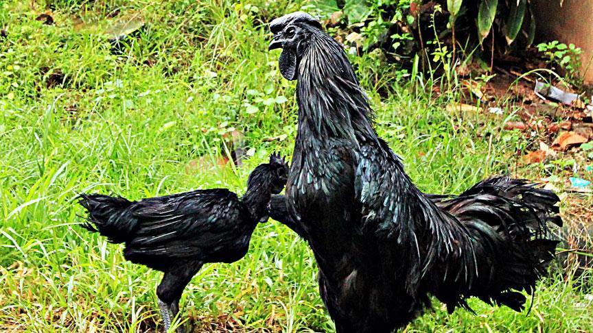 Endonezya'nın siyah tavuğu 'altın yumurtluyor'