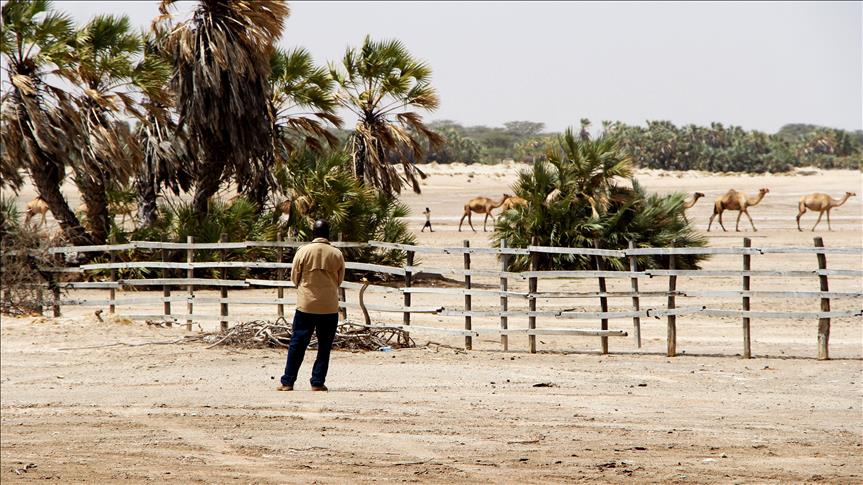 Kafshët e egra në Kenia nën kërcënimin e thatësirës