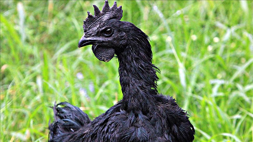 Ayam Cemani, pula e zezë e Indonezisë