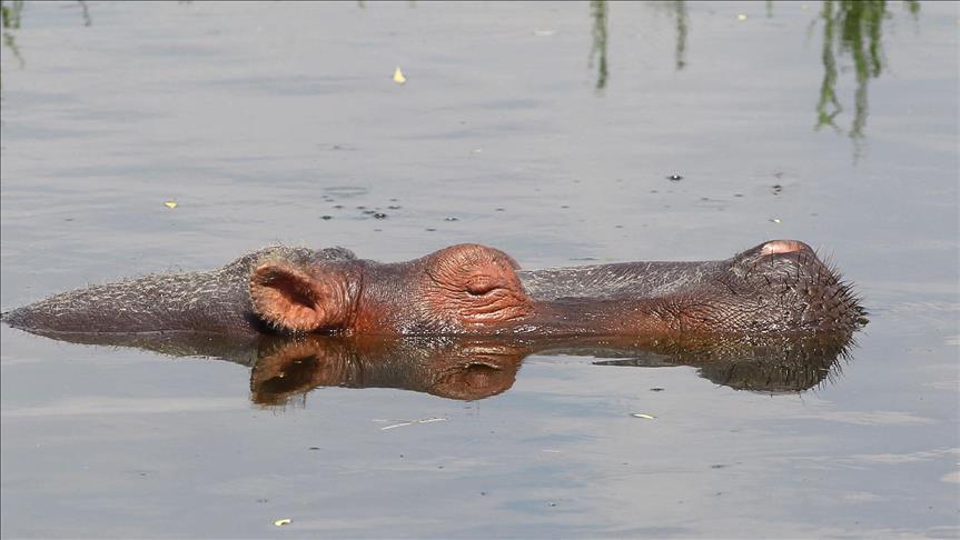 El Salvador, pas rrahjes brutale në kopshtin zoologjik ngordh Kali i Nilit