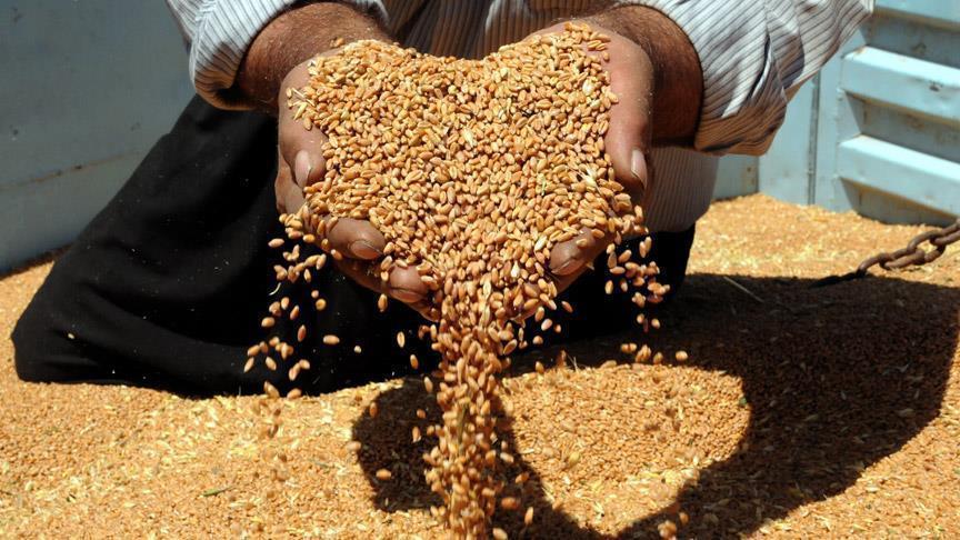 رصيد القمح في مصر يكفي لأربعة شهور