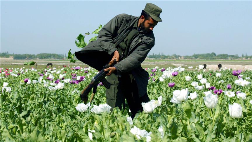 Afghanistan: Illegal poppy cultivation surging 10 pct