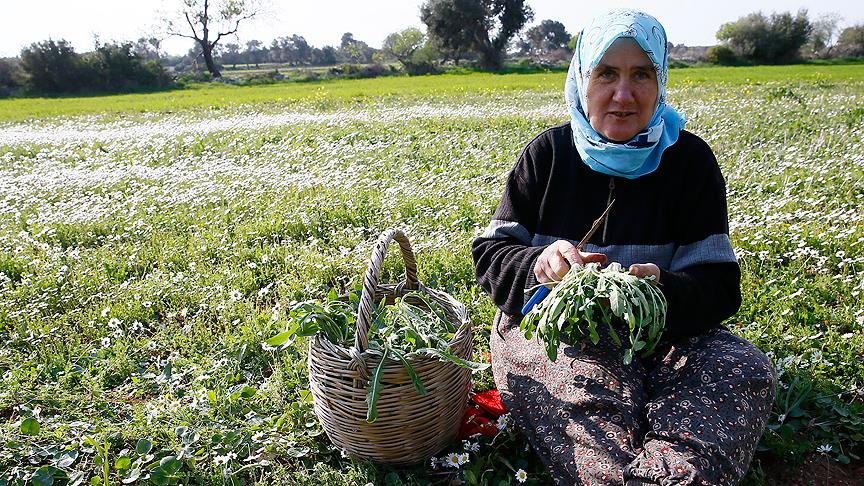 Ege otları şeflerin gözdesi oldu