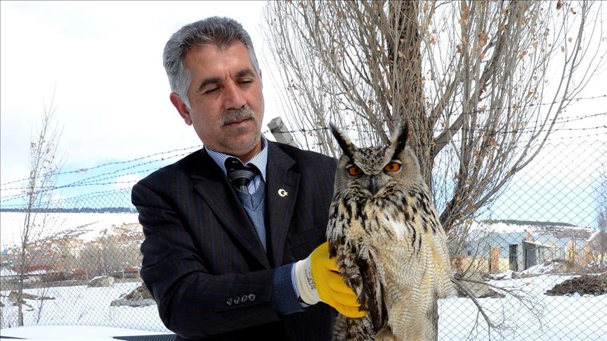 Yaralı puhu kuşu tedavi edilecek