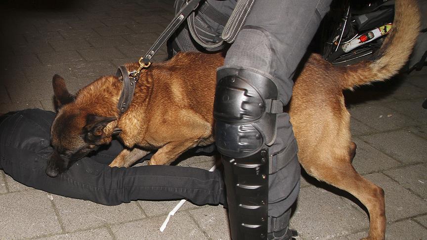 Hollanda polisinin köpekli saldırısına uğrayan Kurt Türkiye'de