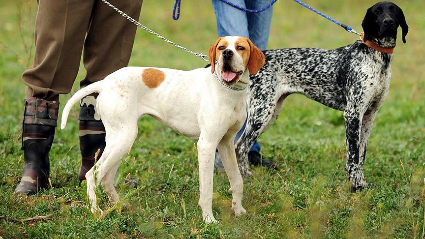 İngiliz ırkı köpeklerin yarıştığı şampiyonada Türk takımı 3. oldu