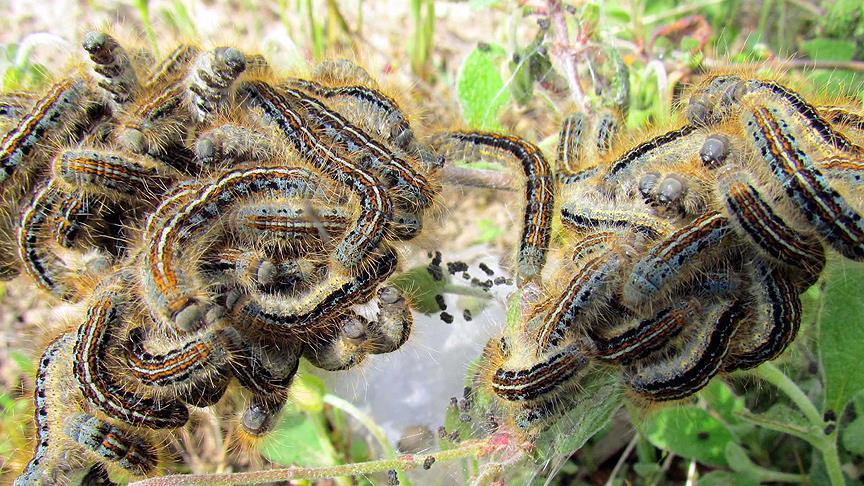 Uganda confirms outbreak of fall armyworm in crops