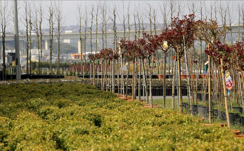 بلدية إسطنبول تخطط لزراعة 150 ألف شجرة في 2017
