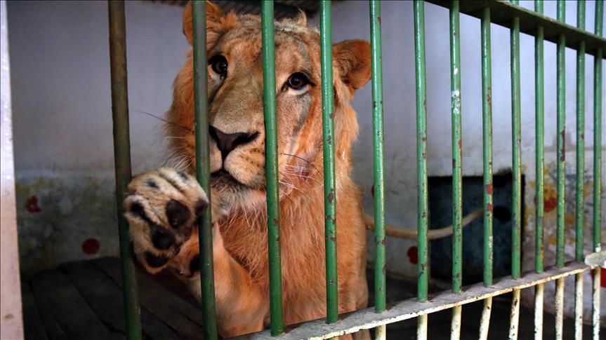 بەغدا.. شێرەکانی عودەی لە پاڕکی زەورا