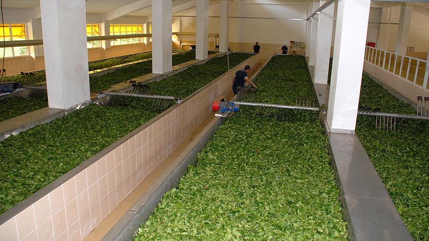 Çaykur'a 1500 işçi alınacak
