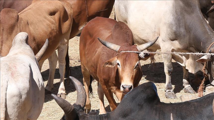 India's Gujarat state OKs life in jail for killing cows India's Gujarat state OKs life in jail for killing cows