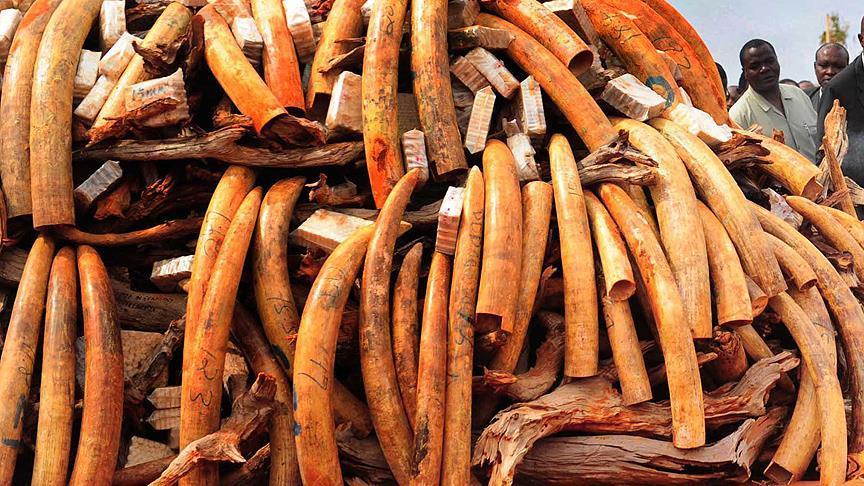 Zambia: 384 kg of illegal ivory seized, poachers nabbed