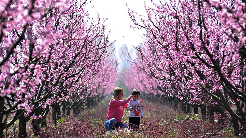 Turquie : Bursa fête le printemps avec 26 millions de fleurs