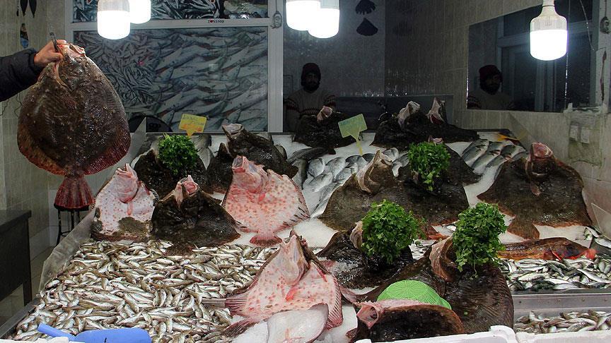 Karadeniz'de kalkan balığı bereketi 