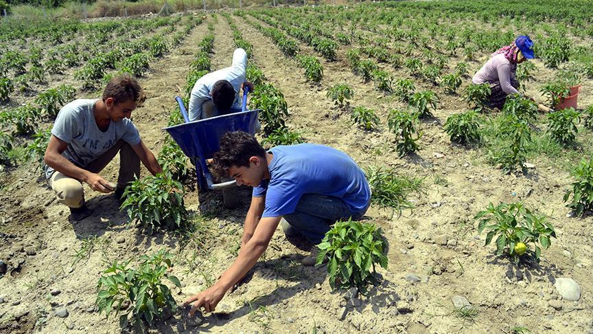 Фермеры юга Турции нашли альтернативу томатам 
