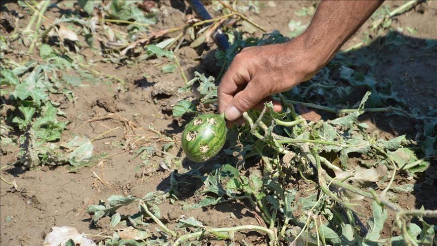 Israeli pesticides damage Gaza crops: NGO