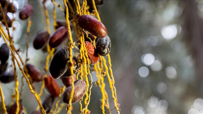 Egypt's Siwa Oasis… world's top producer of dates