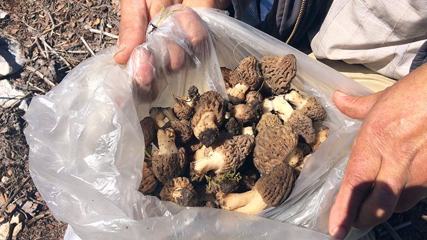 Antalya'da kuzugöbeği mantarı sezonu başladı