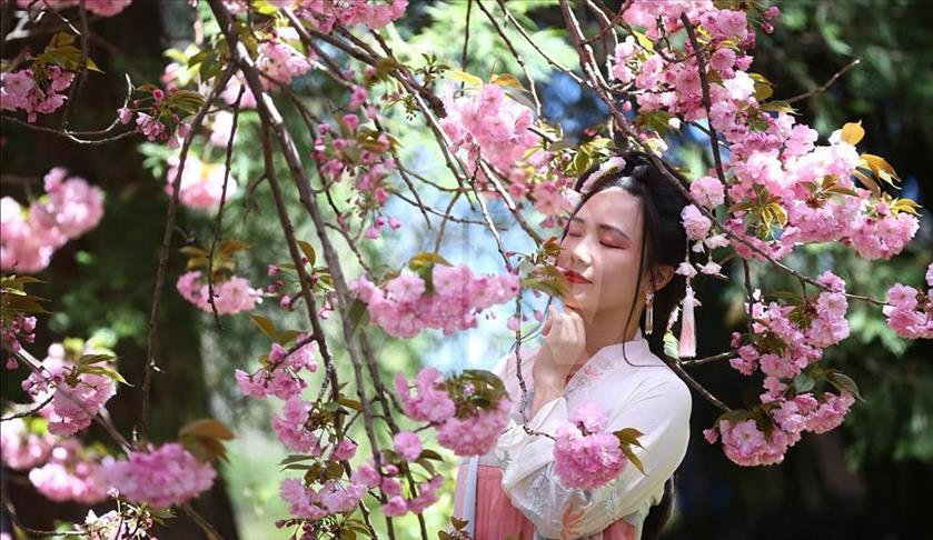 Buđenje prirode u New Yorku: Cvjetovi japanske trešnje mame uzdahe turista