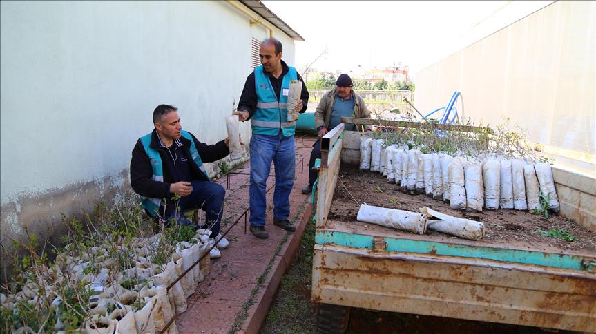 تركيا .. سجناء يقضون محكومياتهم في حقول الفستق