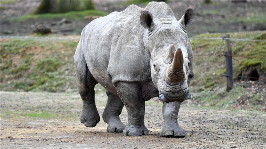 Last male white rhino joins Tinder to avoid extinction