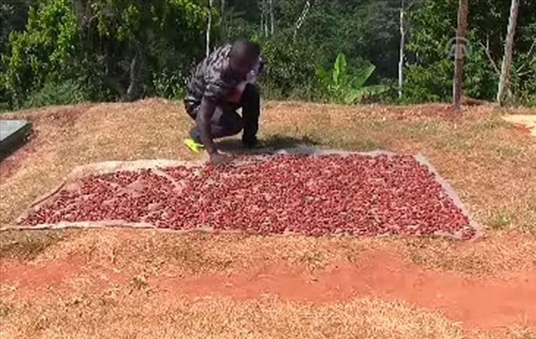L'Organisation internationale du Cacao s'installe à Abidjan