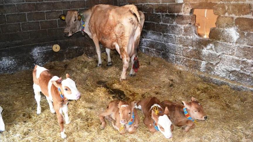 Samsunlu besicinin dördüz buzağı sevinci 