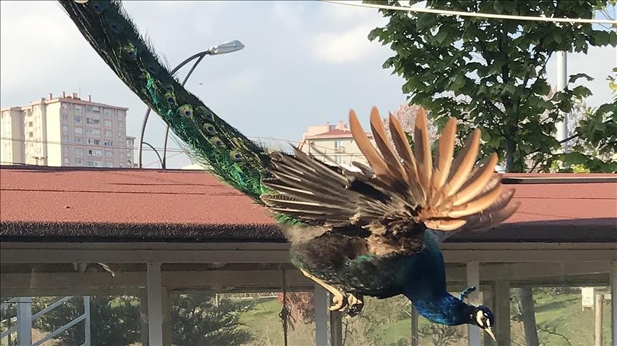 Hindistan'dan gelen renkli misafirler