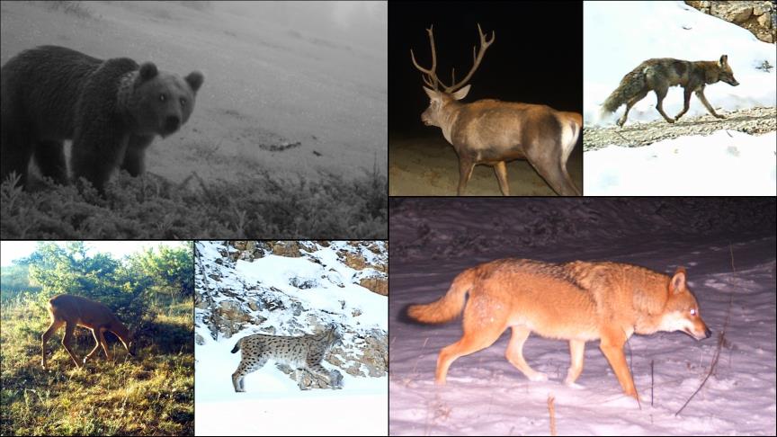 Vahşi yaşam fotokapana yansıdı