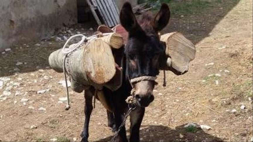 Dresirani ”magarac lopov” krade drva na području Tomislavgrada