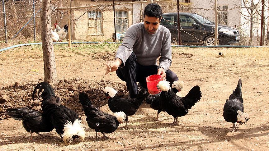 besiktas sevgisi yetistirdigi tavuklara