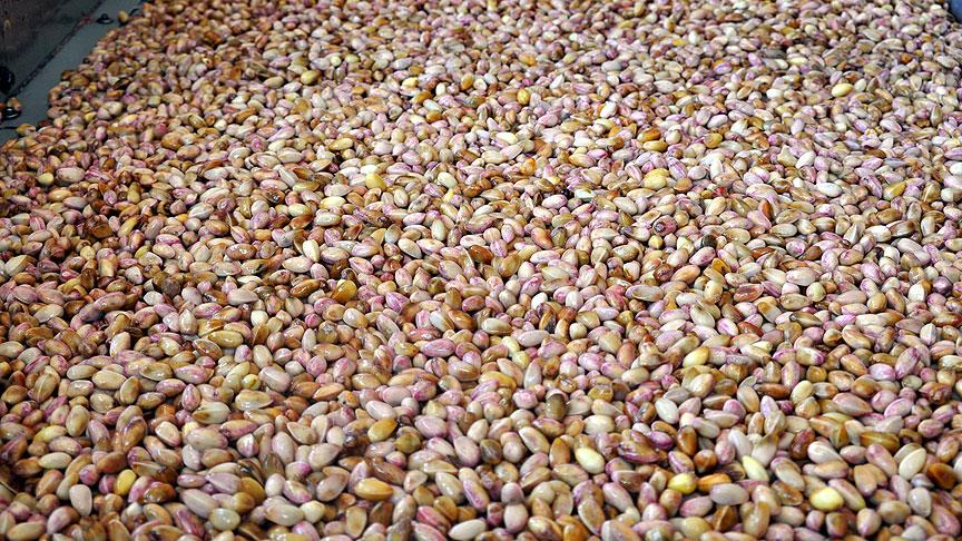 Siirt fıstığı markalaşacak